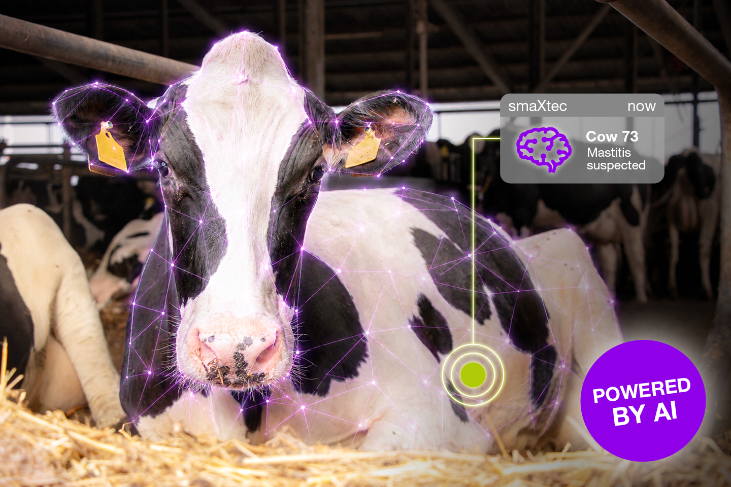 AI Depends on Quality in Dairy Farming