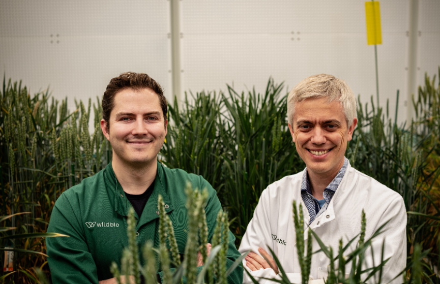 Wild Bioscience raises $60M Series A to enhance crop resilience using AI and precision breeding